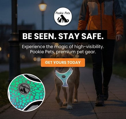 why you should you get a reflective harness 
