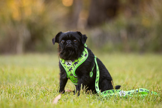 puppy wearing an adjustable reflective dog harness during training