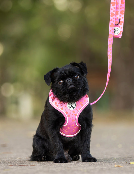 Black dog in pink harness