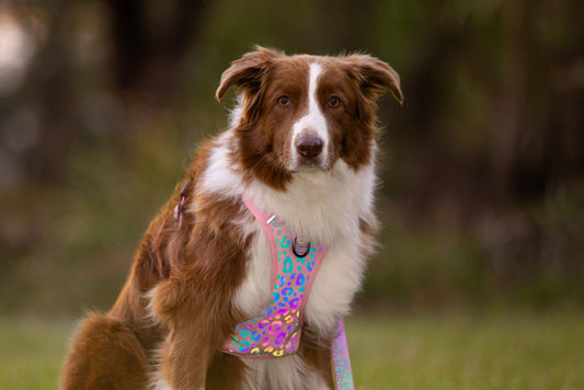 Reflective no pull dog harness