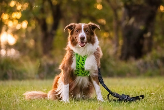 farm-dog-safety-guide