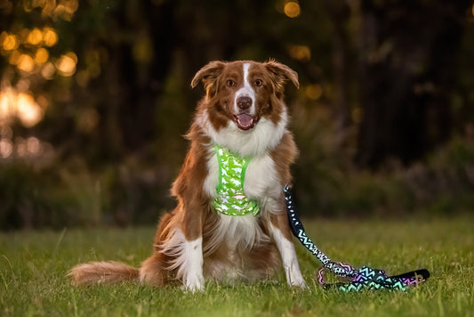 stop dogs escaping campsites