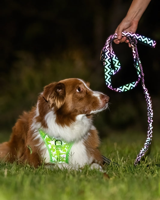 reflective wear for dogs