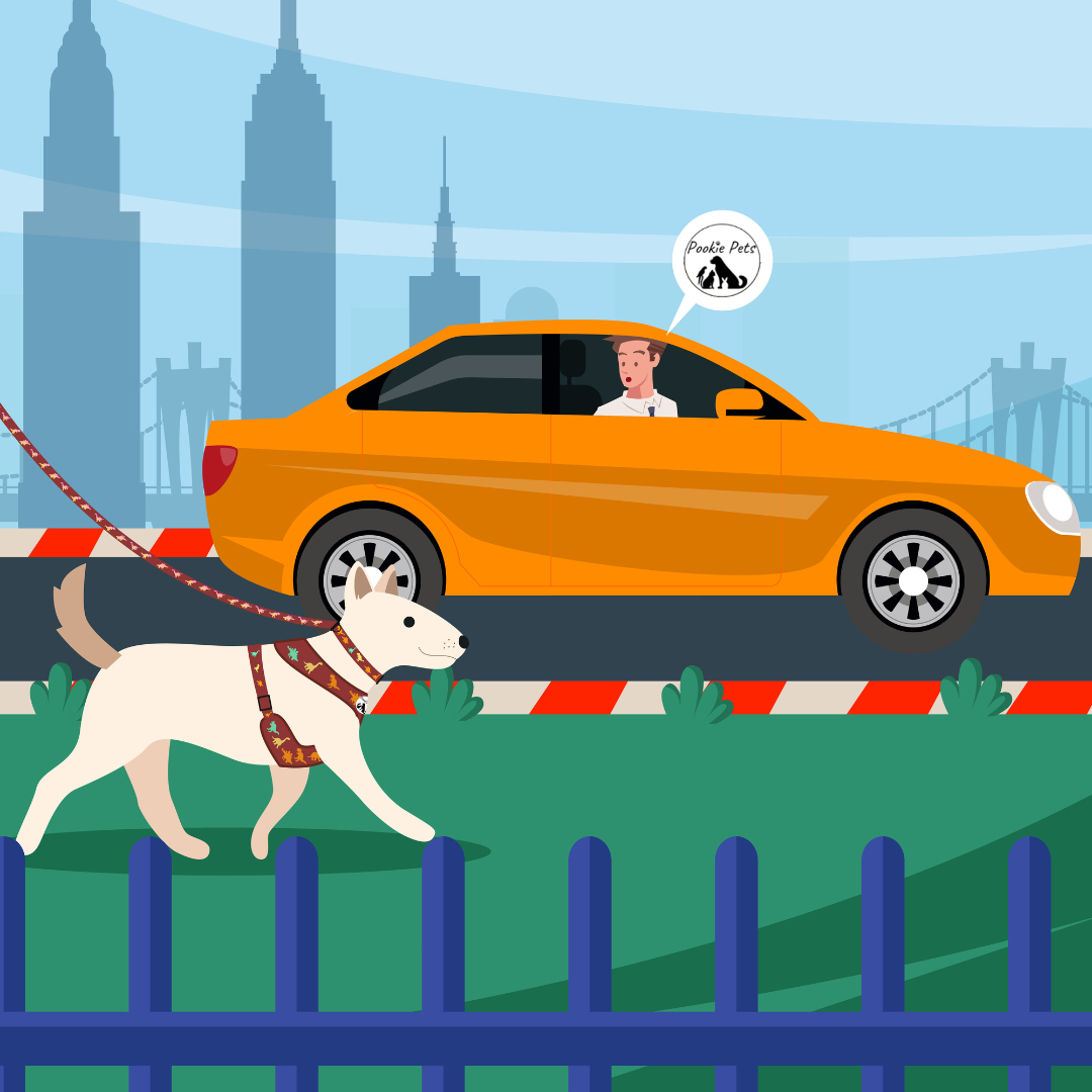 Dog road safety