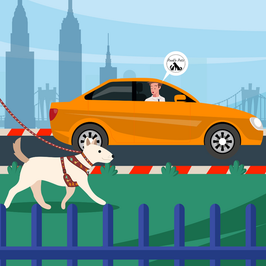 Dog road safety