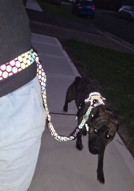 Walking at night with dogs