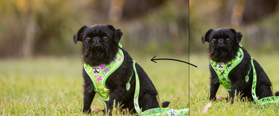 Reflective Harness vs LED Collar: Which Is Better For Night Walks?
