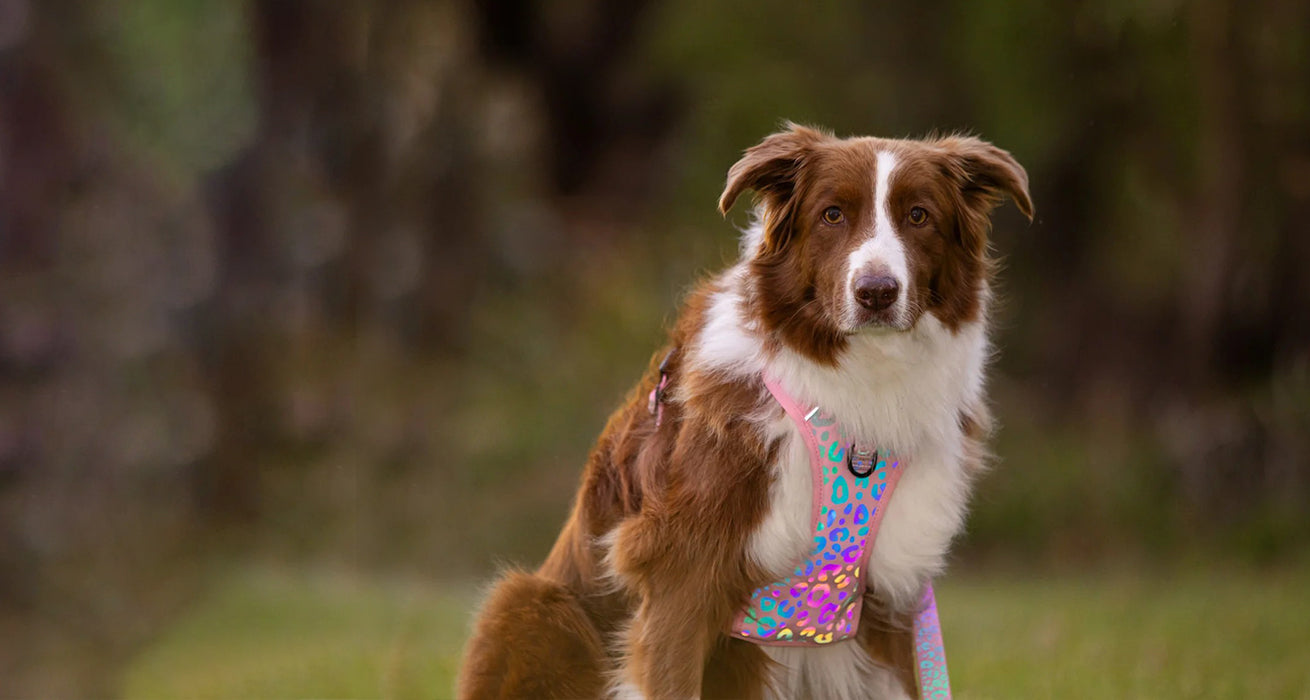 AUSTRALIA’S MOST REFLECTIVE DOG HARNESS COLLECTION